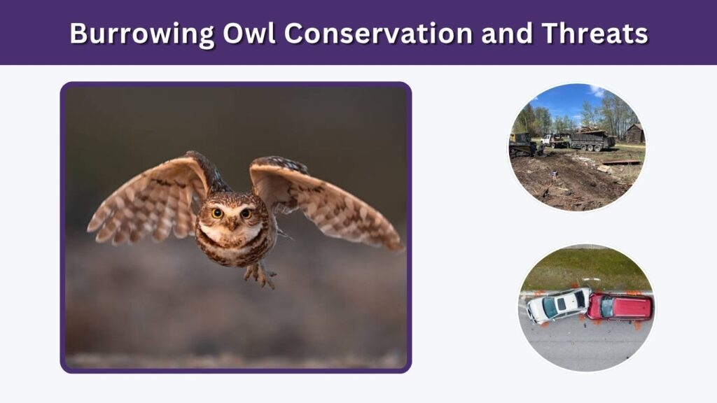 Burrowing Owl Conservation and Threats