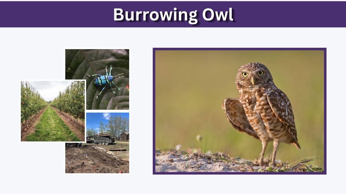 Burrowing Owl: Habitat, Diet, Size, Lifespan and Facts