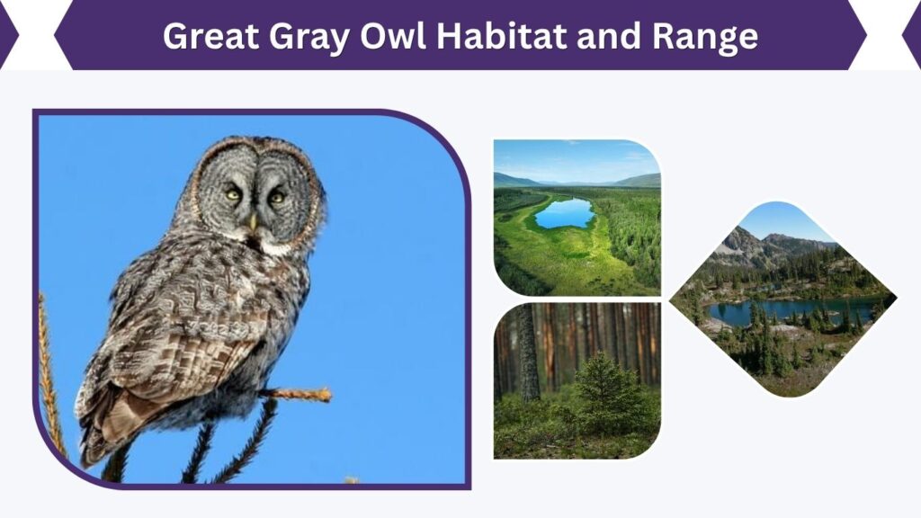 Great Gray Owl Habitat and Range