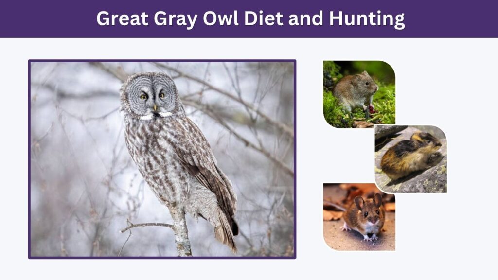 Great Gray Owl Diet and Hunting