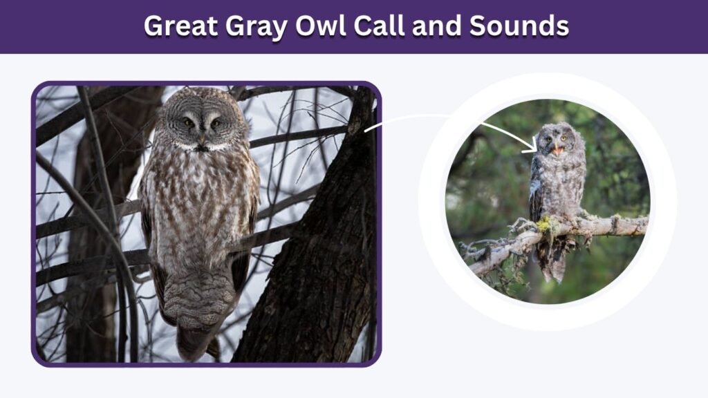 Great Gray Owl Call and Sounds