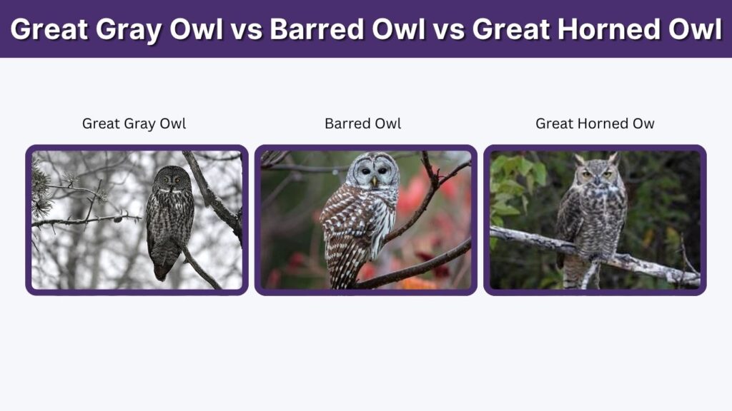 Great Gray Owl vs Barred Owl vs Great Horned Owl