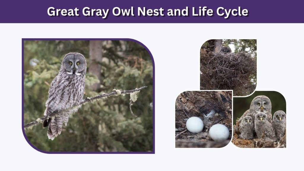 Great Gray Owl Nest and Life Cycle
