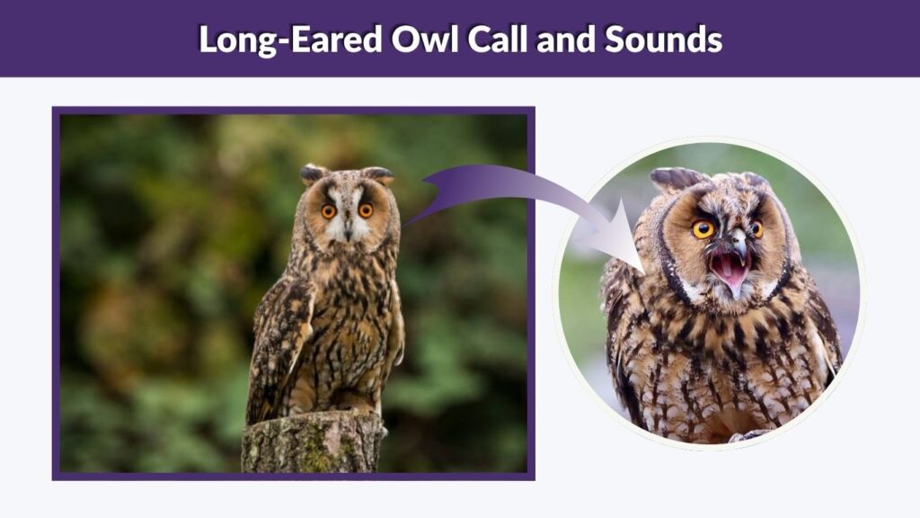 Long-Eared Owl Call and Sounds