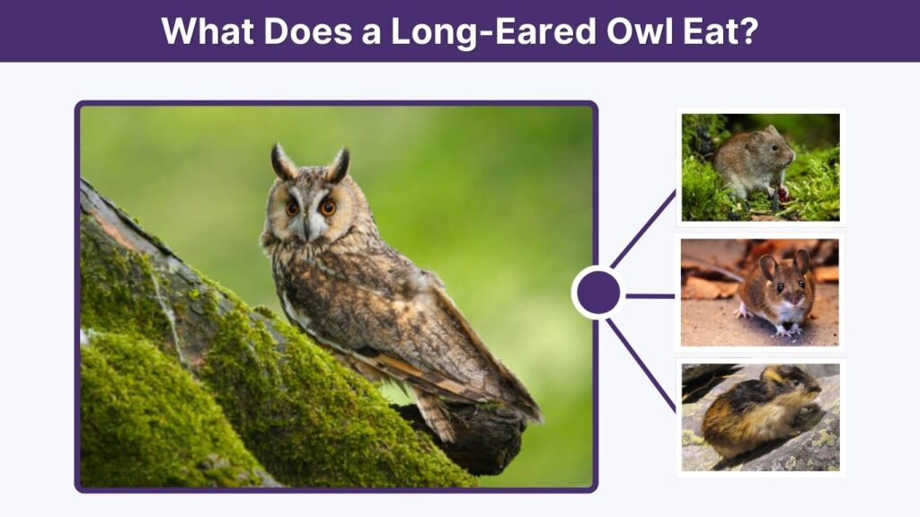 What Does a Long-Eared Owl Eat?