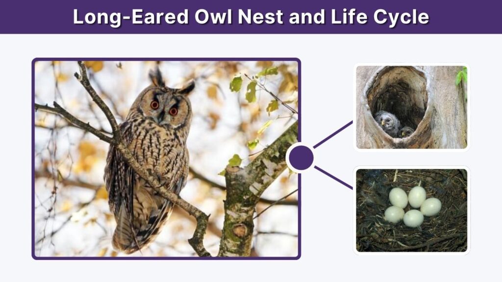 Long-Eared Owl Nest and Life Cycle