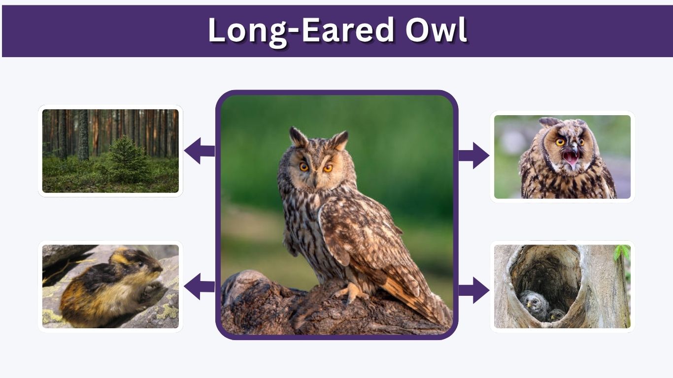 Long-Eared Owl: Size, Call, Habitat, Diet & Facts