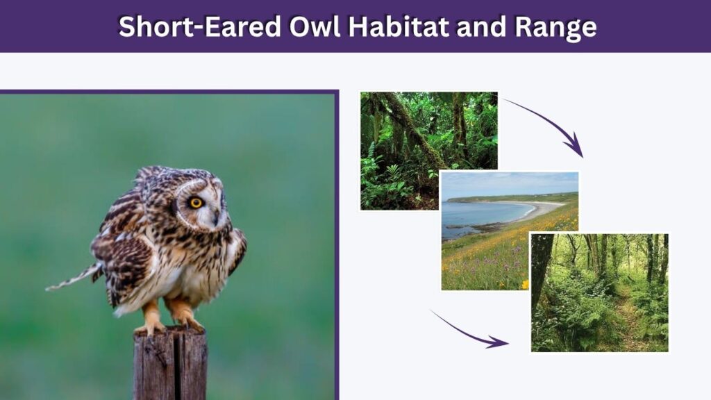 Short-Eared Owl Habitat and Range