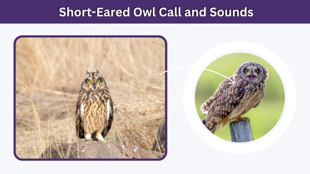 Short-Eared Owl Call and Sounds