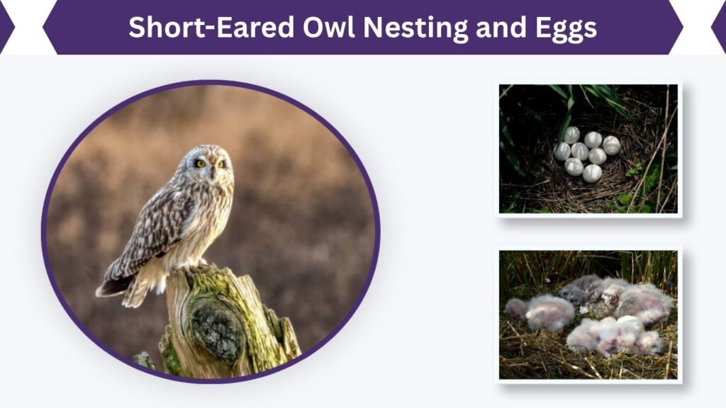 Short-Eared Owl Nesting and Eggs