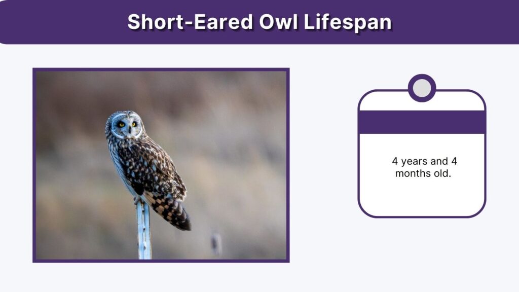 Short-Eared Owl Lifespan