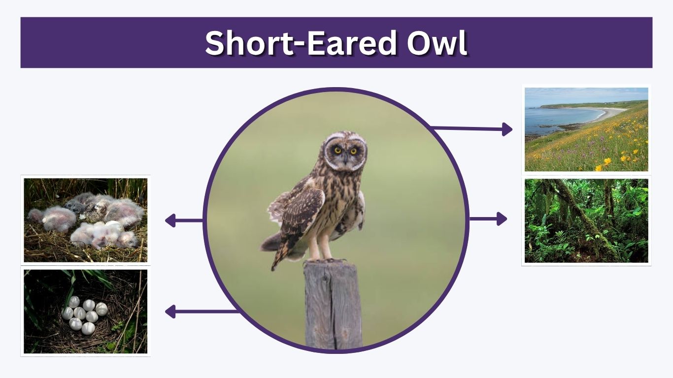 Short-Eared Owl: Identification, Habitat, Diet, Call & Facts