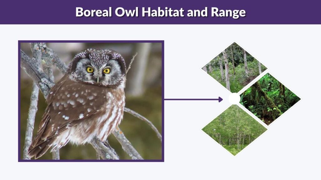 Boreal Owl Habitat and Range