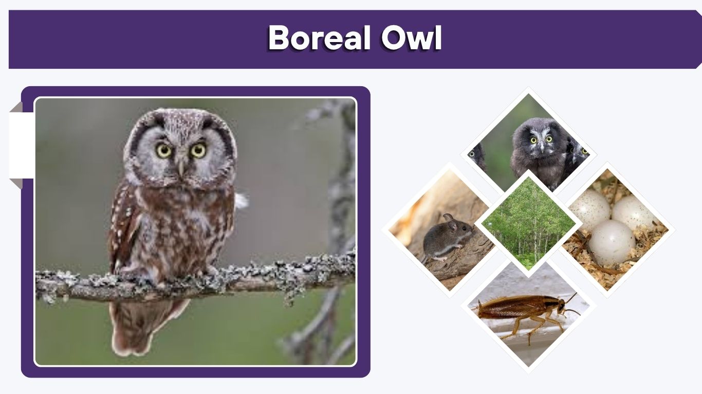Boreal Owl: Size, Call, Habitat, Diet, Range & Facts