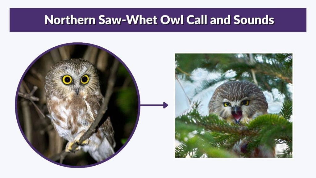Northern Saw-Whet Owl Call and Sounds