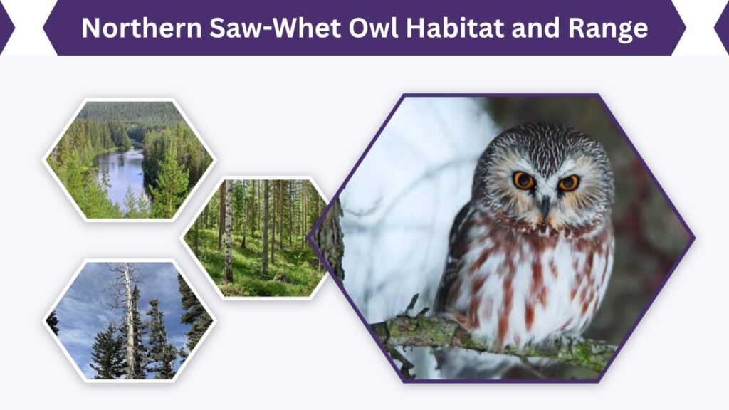 Northern Saw-Whet Owl Habitat and Range