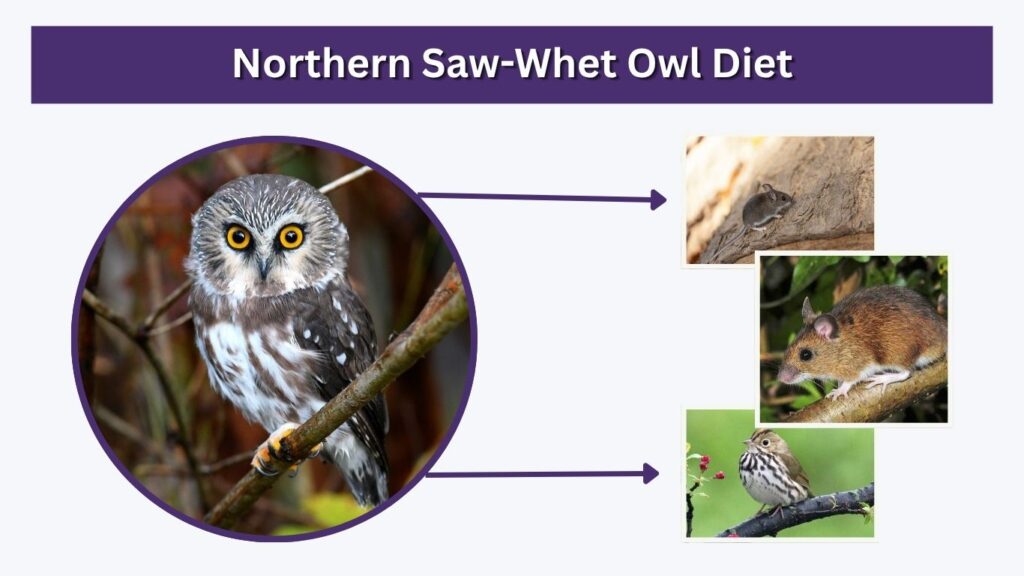 Northern Saw-Whet Owl Diet