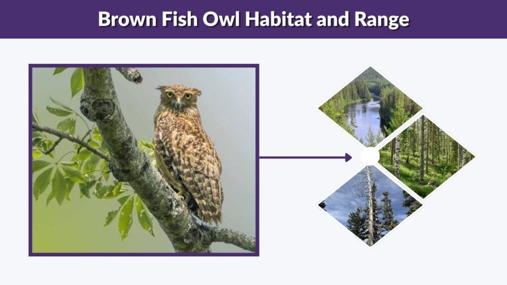 Brown Fish Owl Habitat and Range
