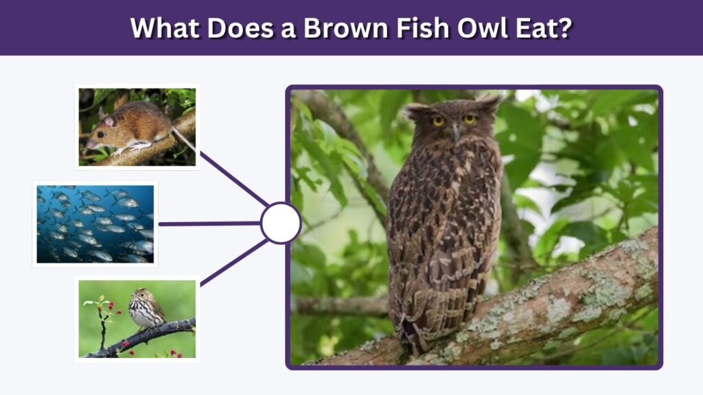 What Does a Brown Fish Owl Eat?