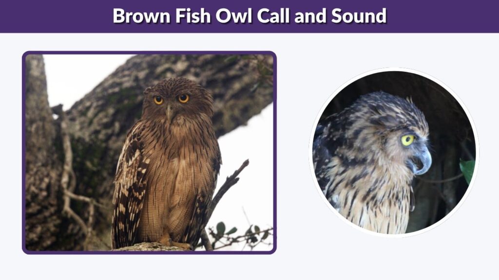 Brown Fish Owl Call and Sound