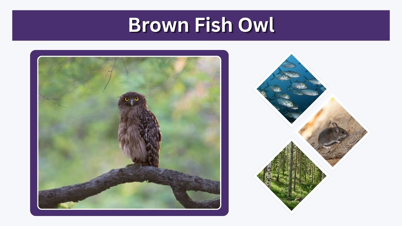 Brown Fish Owl: Size, Habitat, Diet, Call & Facts