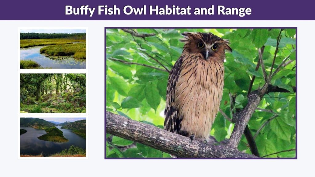 Buffy Fish Owl Habitat and Range