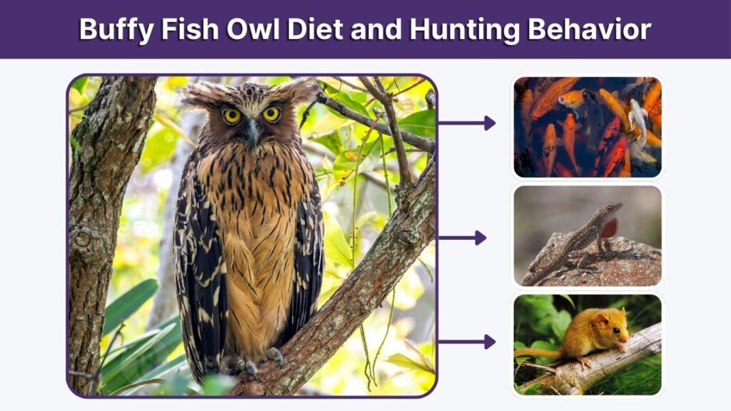 Buffy Fish Owl Diet and Hunting Behavior