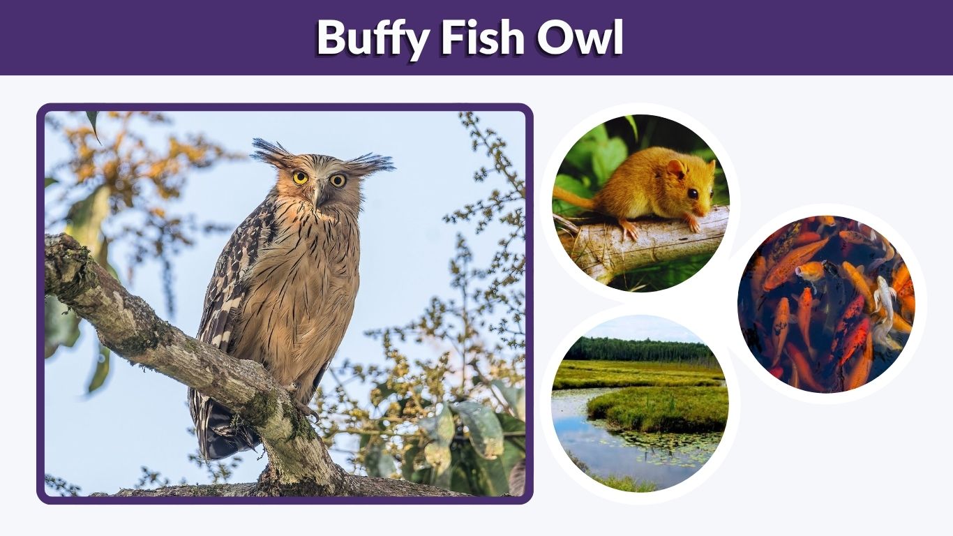 Buffy Fish Owl: Habitat, Diet, Size, Call & Facts