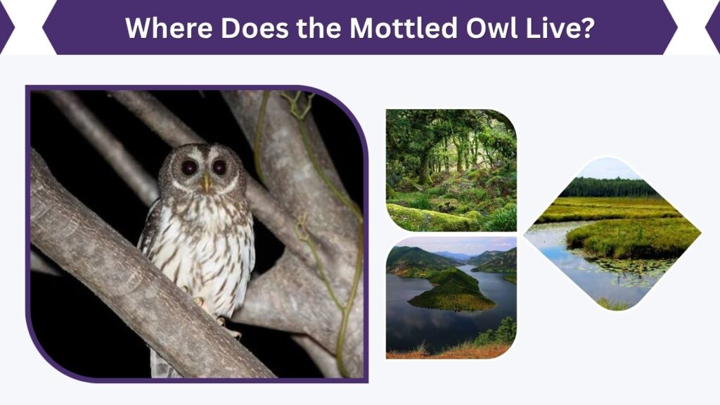 Where Does the Mottled Owl Live?