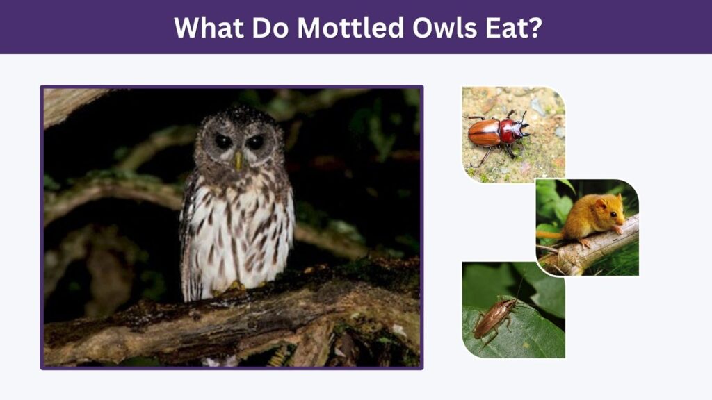 What Do Mottled Owls Eat?