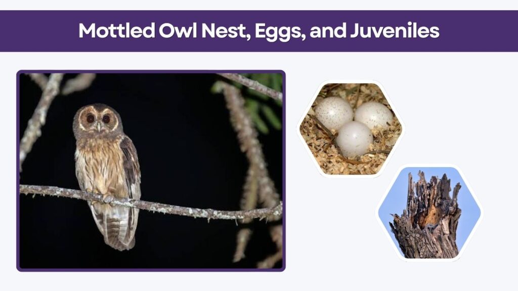 Mottled Owl Nest, Eggs, and Juveniles