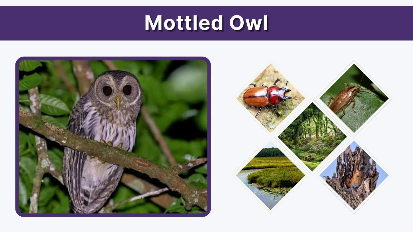 Mottled Owl: Habitat, Diet, Call, Size & Facts