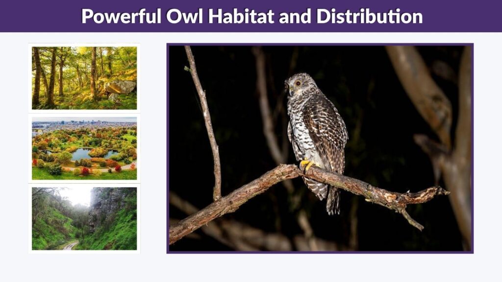 Powerful Owl Habitat and Distribution