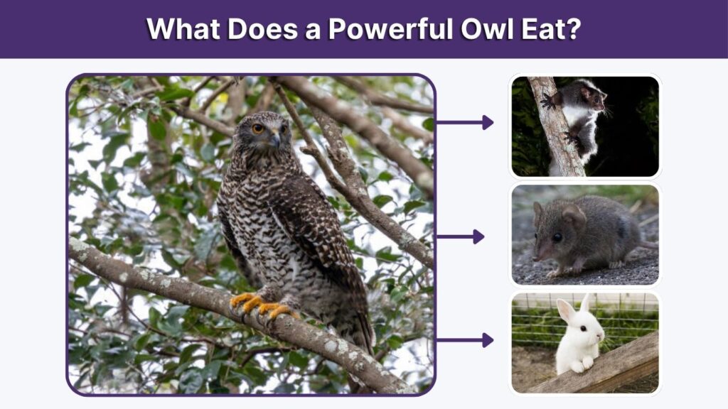 What Does a Powerful Owl Eat?
