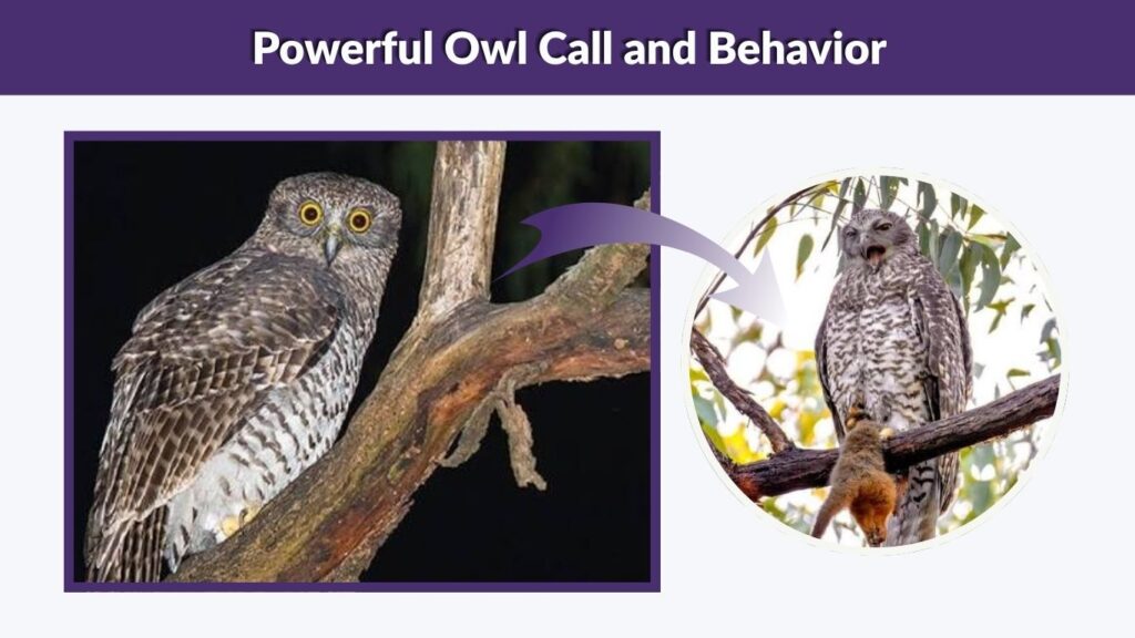 Powerful Owl Call and Behavior