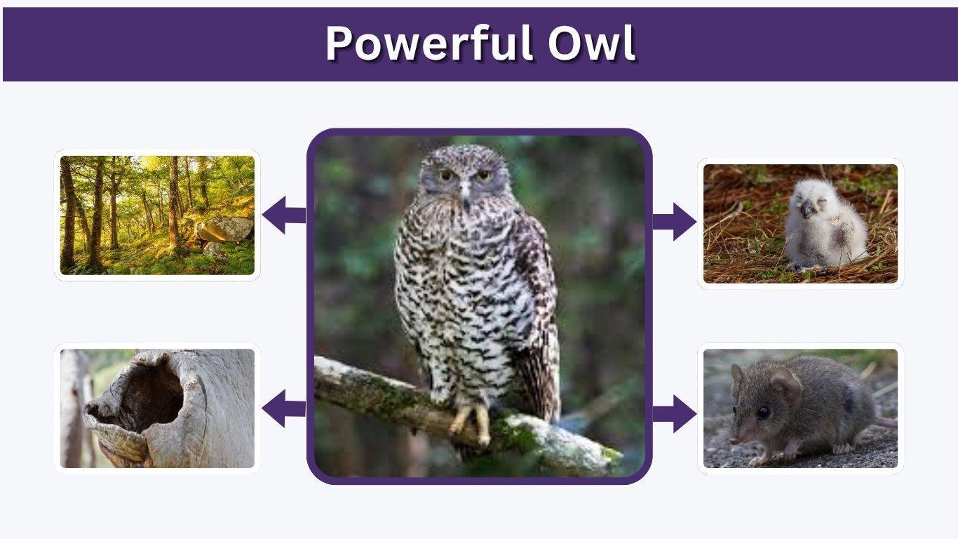 Powerful Owl: Size, Diet, Habitat, Call & Facts