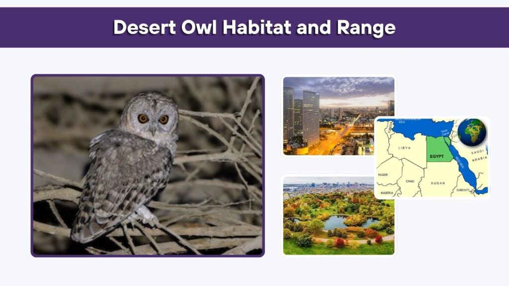 Desert Owl Habitat and Range