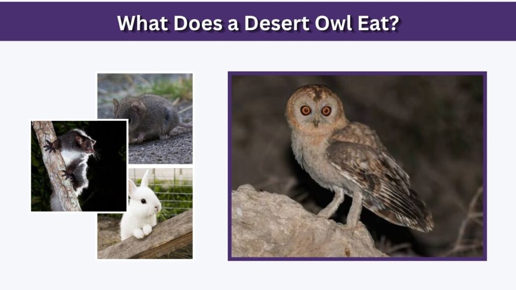What Does a Desert Owl Eat?