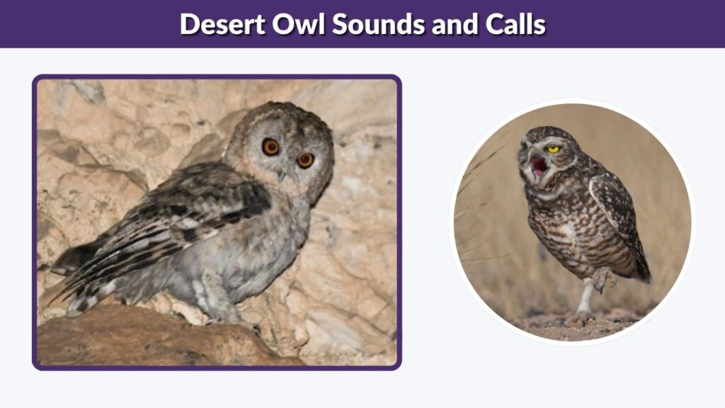 Desert Owl Sounds and Calls