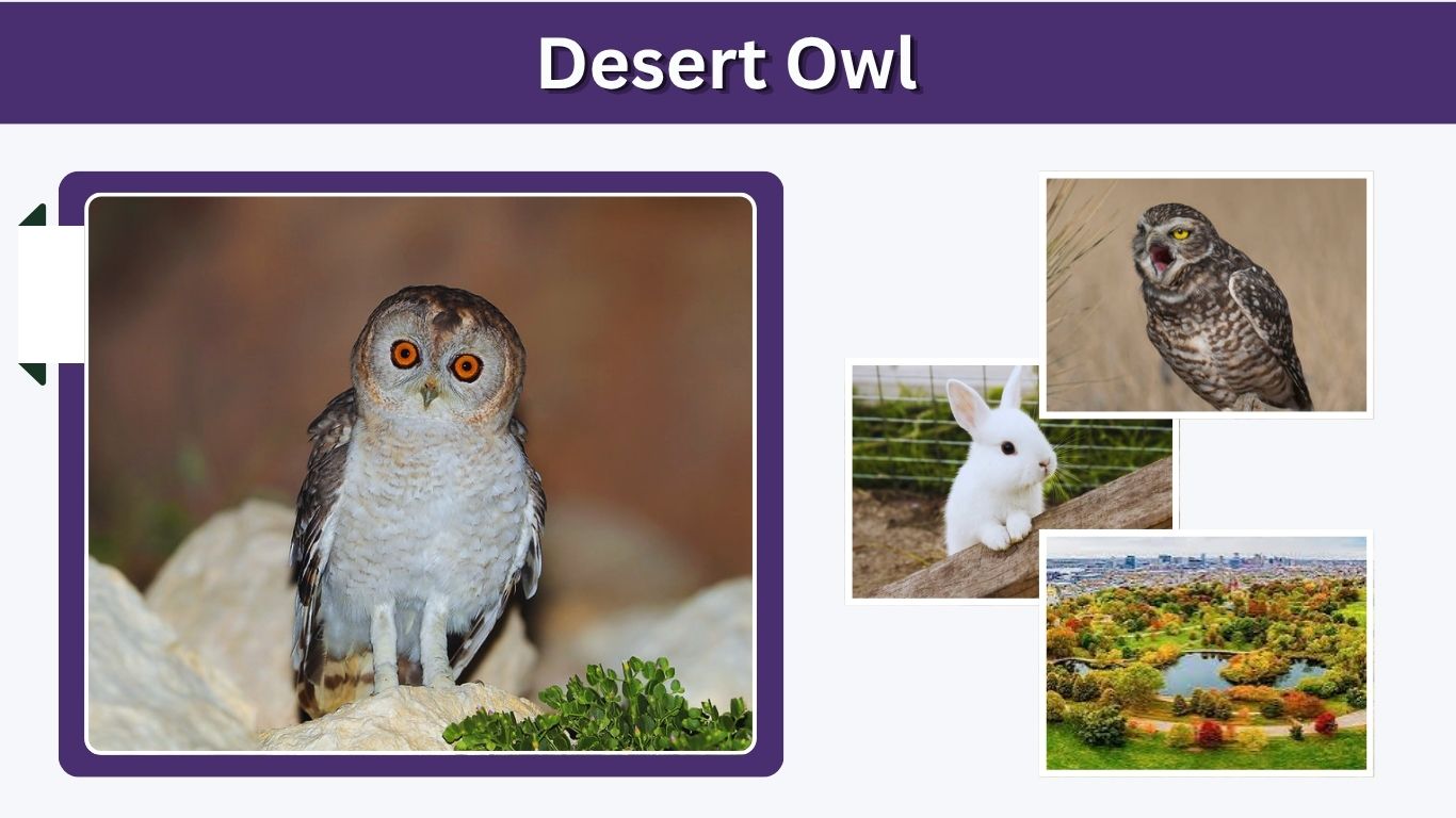 Desert Owl: Habitat, Diet, Size, Sounds & Facts