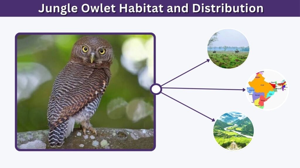 Jungle Owlet Habitat and Distribution