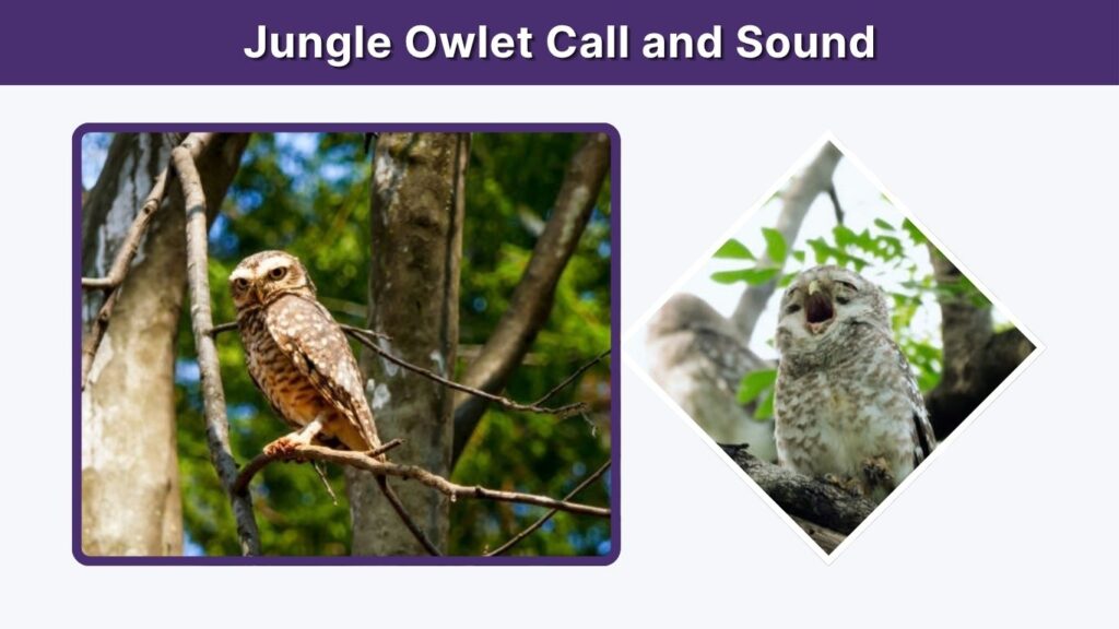 Jungle Owlet Call and Sound