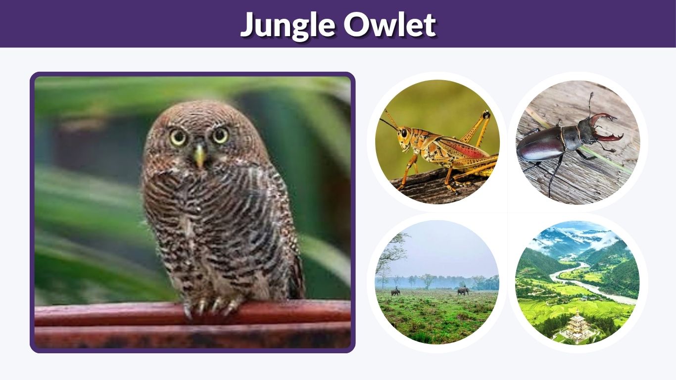 Jungle Owlet: Size, Call, Habitat, Diet & Key Facts