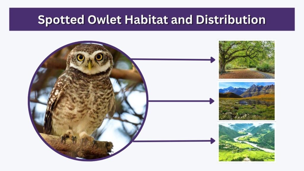 Spotted Owlet Habitat and Distribution