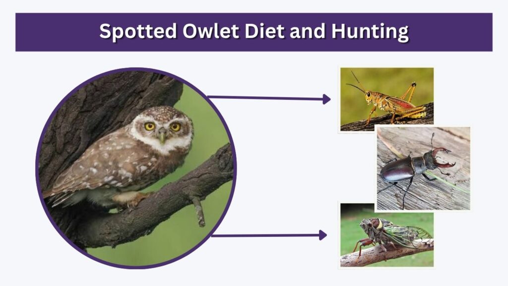 Spotted Owlet Diet and Hunting