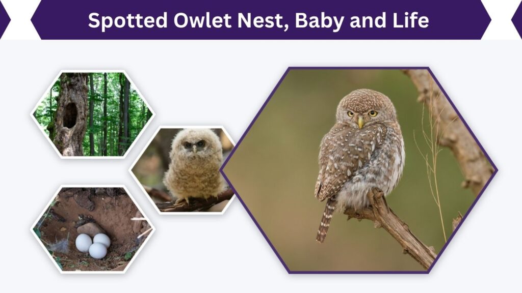 Spotted Owlet Nest, Baby and Life Cycle