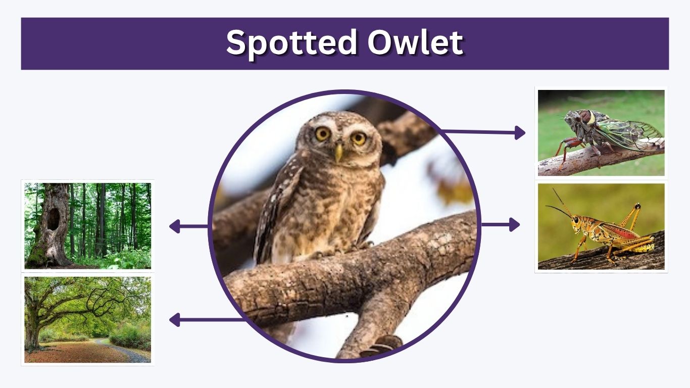 Spotted Owlet: Call, Habitat, Diet, Size & Facts