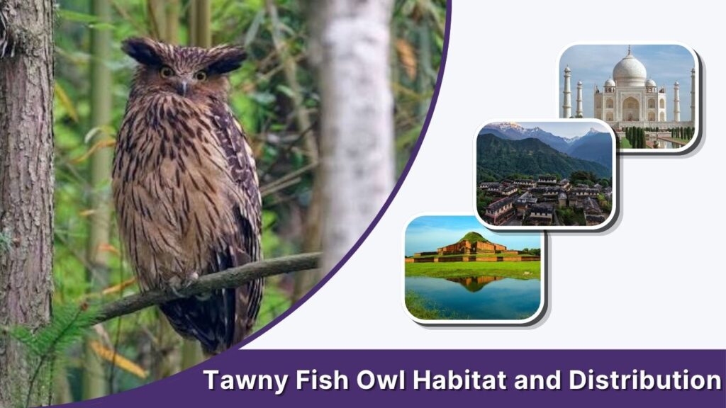Tawny Fish Owl Habitat and Distribution