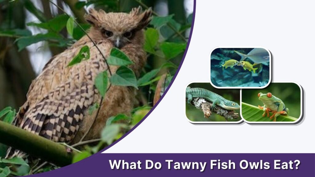 What Do Tawny Fish Owls Eat?