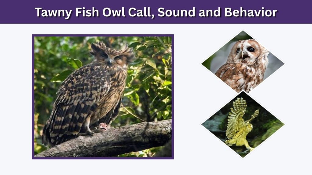 Tawny Fish Owl Call, Sound and Behavior